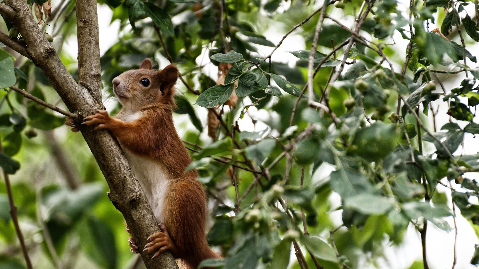 陈雨菲扛起全队，点亮不灭心火，马来西亚队鏖战丹麦启示录
