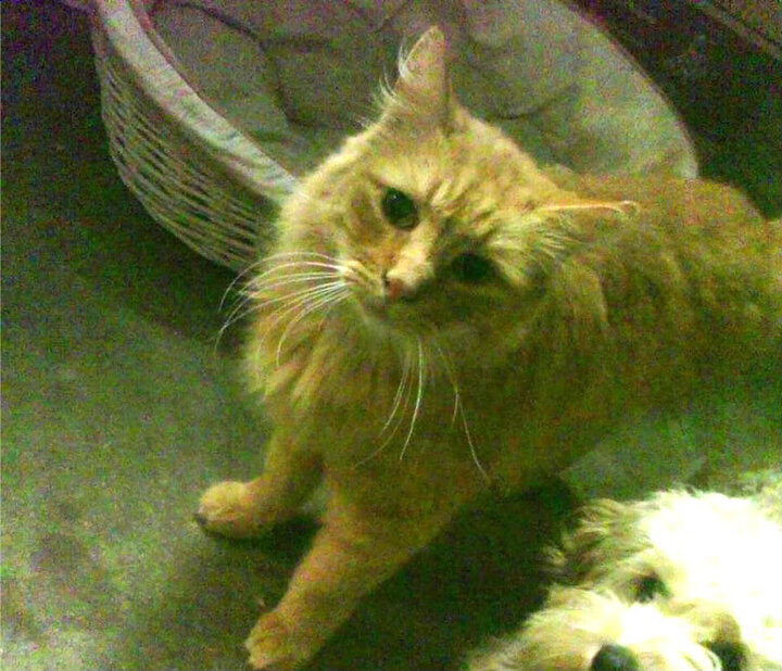 烈焰焚城，西亚卡姆率广东鏖战深圳，一役定江山