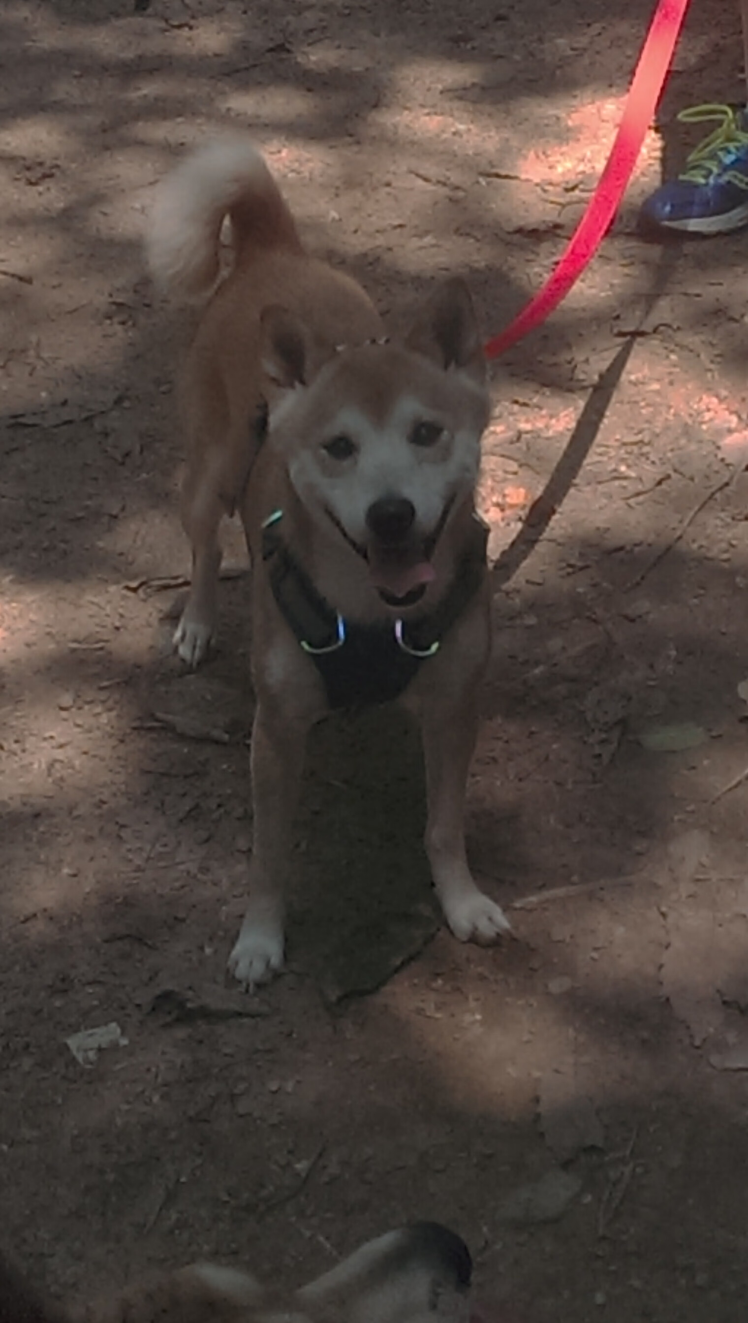 足球版西决生死战，拉齐奥惊天狂胜曼城，焦点之战震撼足坛