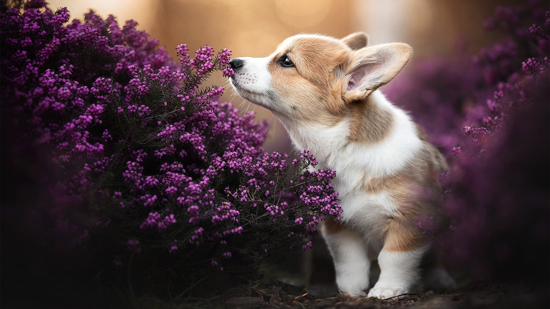 跨界风暴，当篮球智慧席卷绿茵场—几内亚淘汰尼斯的季后赛启示