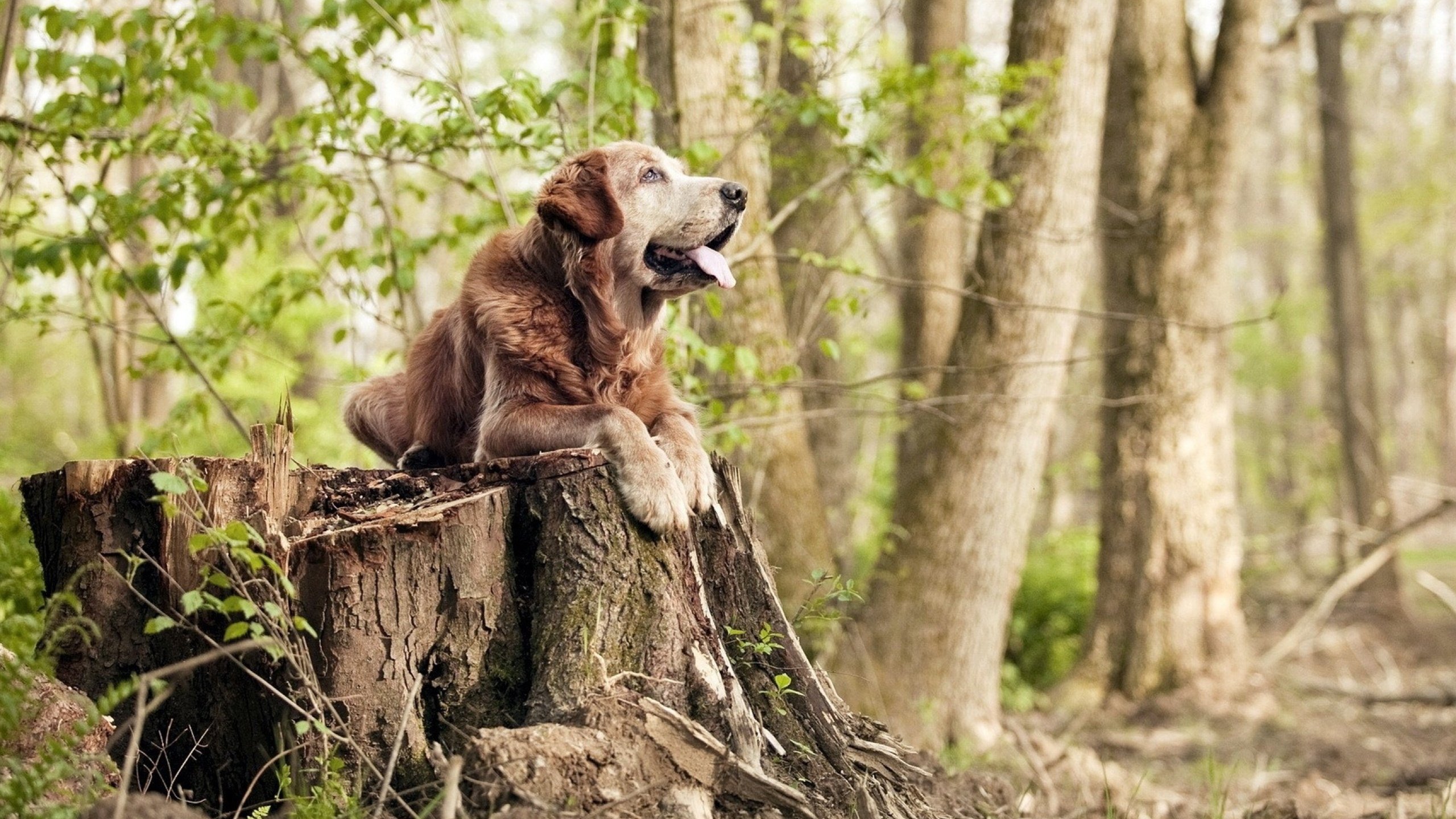 跨界风暴，掘金掀翻勇士的余波中，詹姆斯在欧冠决赛接管比赛