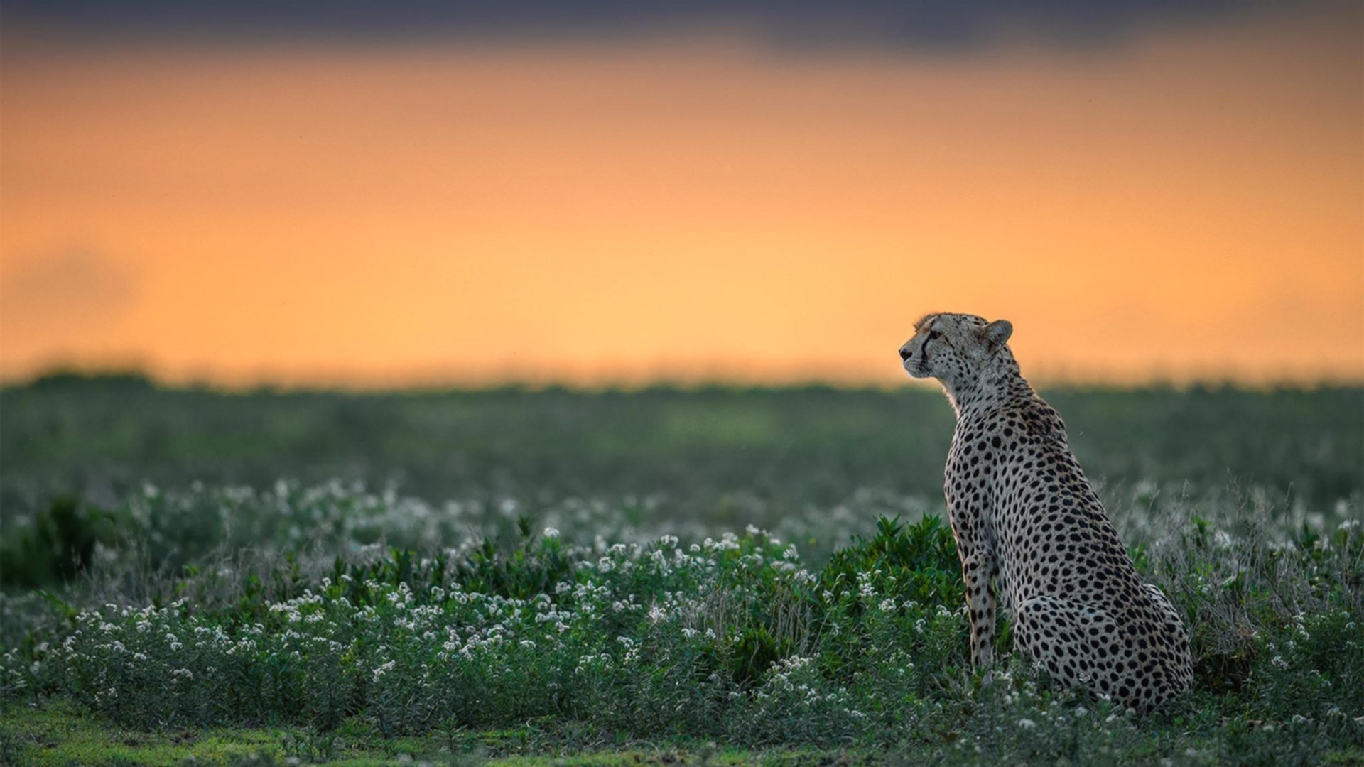 伦纳德今夜穿过的是谁的球衣?当欧冠热战唤醒那个客场死神