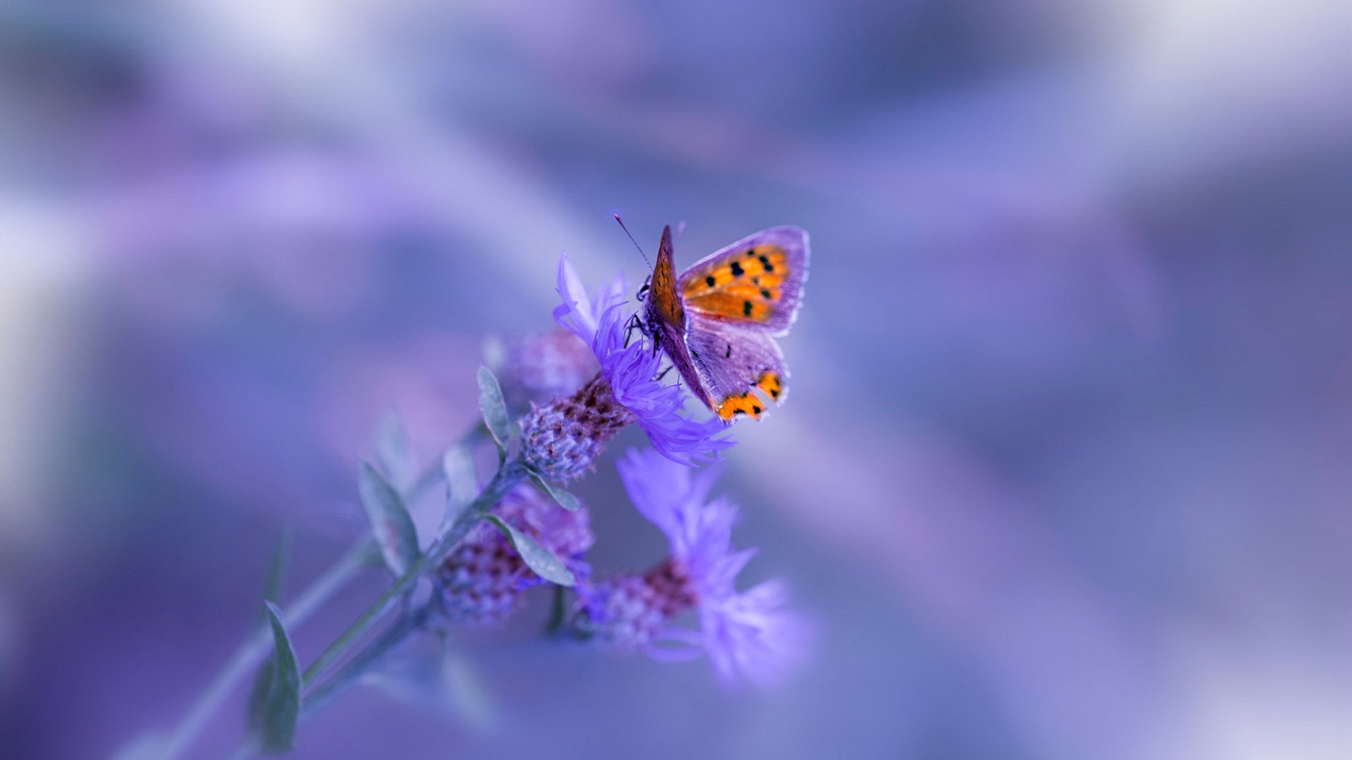 冰封与火焰,阿什拉夫一己之力点燃加拿大逆转之夜