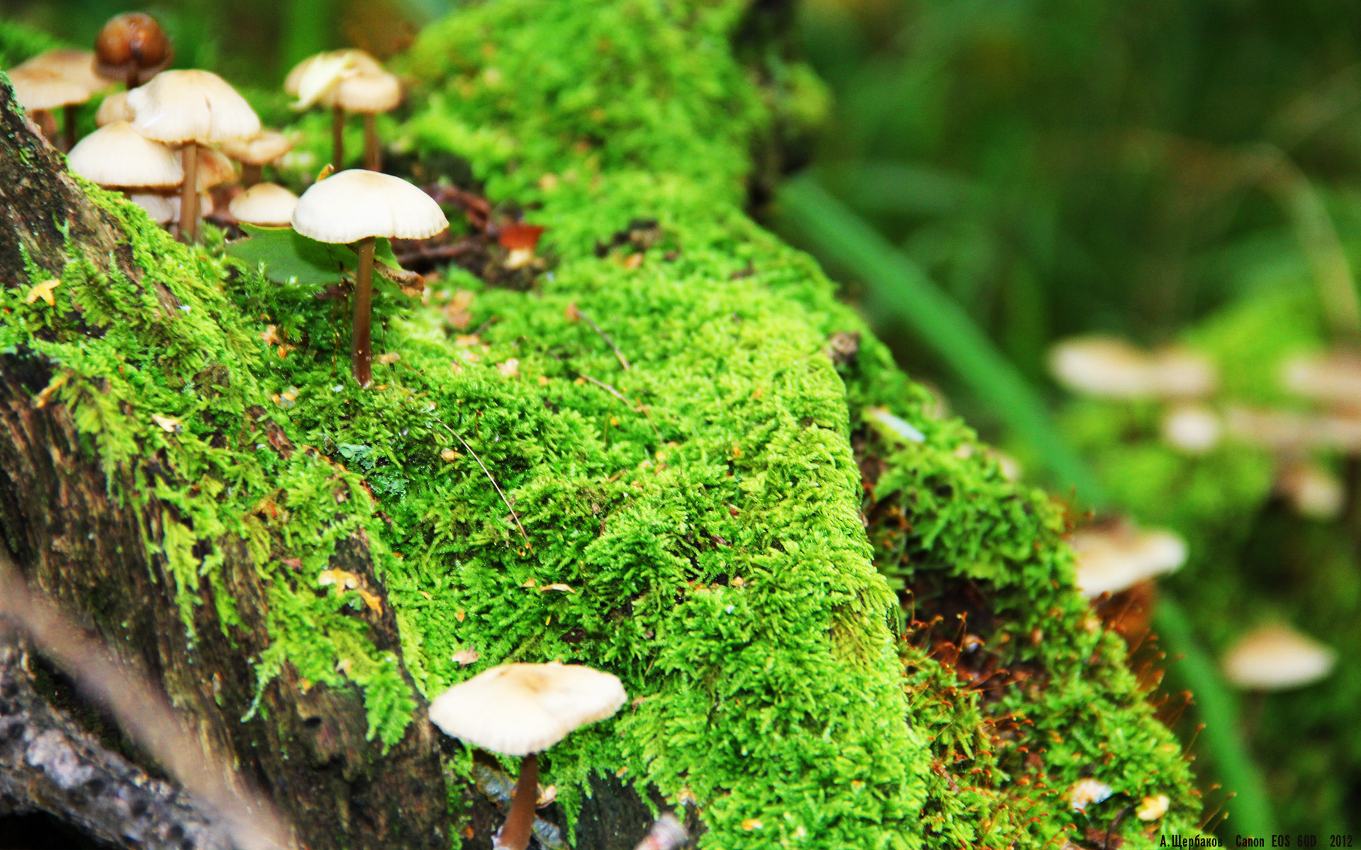 体育之夜的平行叙事,西甲世纪对决与湖人的悬念终结