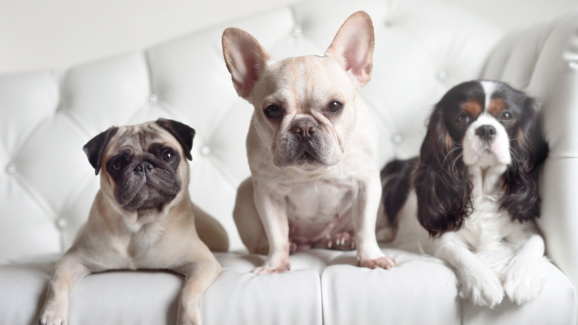 恩比德主宰赛场,当国王全面压制黄蜂,关键先生如何封神