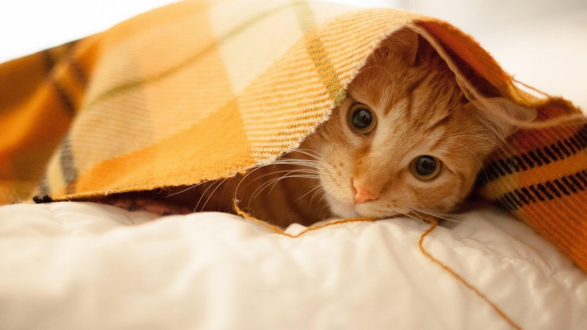 世界排名争夺战焦点对决，山西队上演惊天翻盘逆转广东队