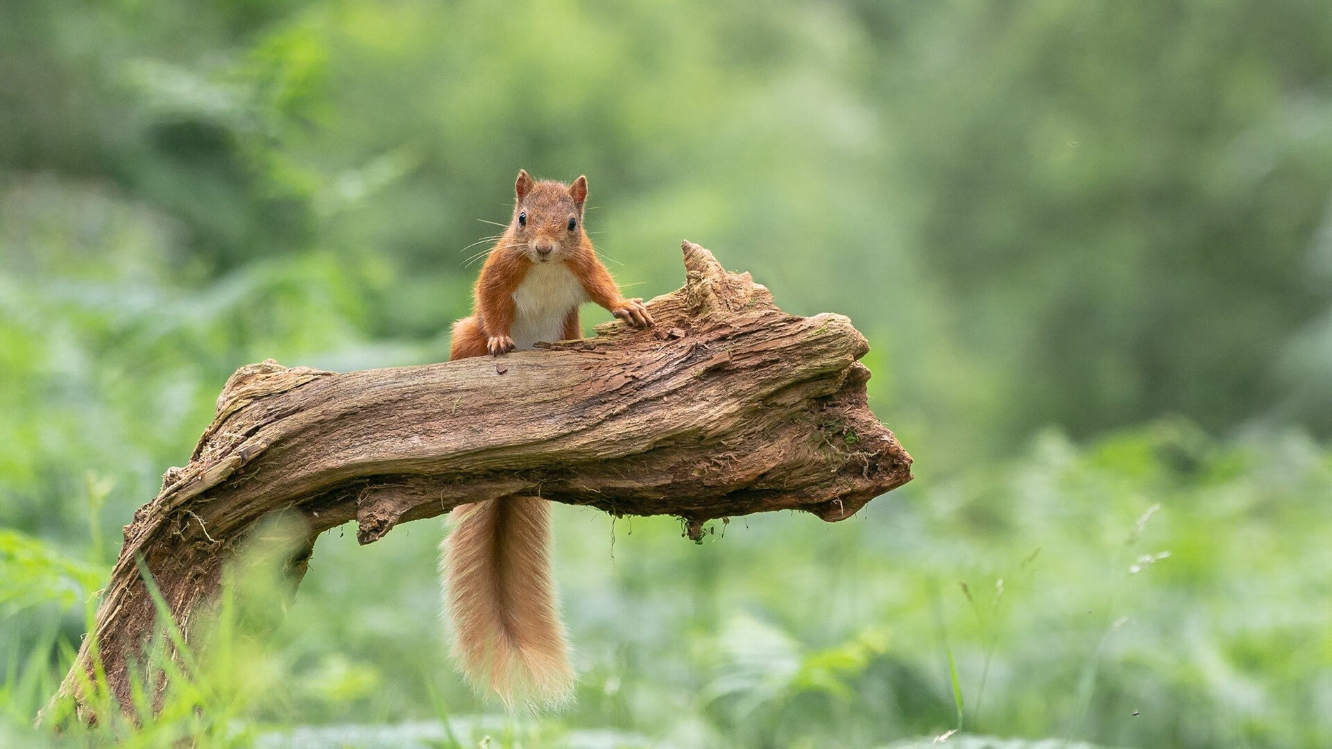 篮球场上的英超剧本，当新疆铁幕降临，欧文式英雄正在诞生