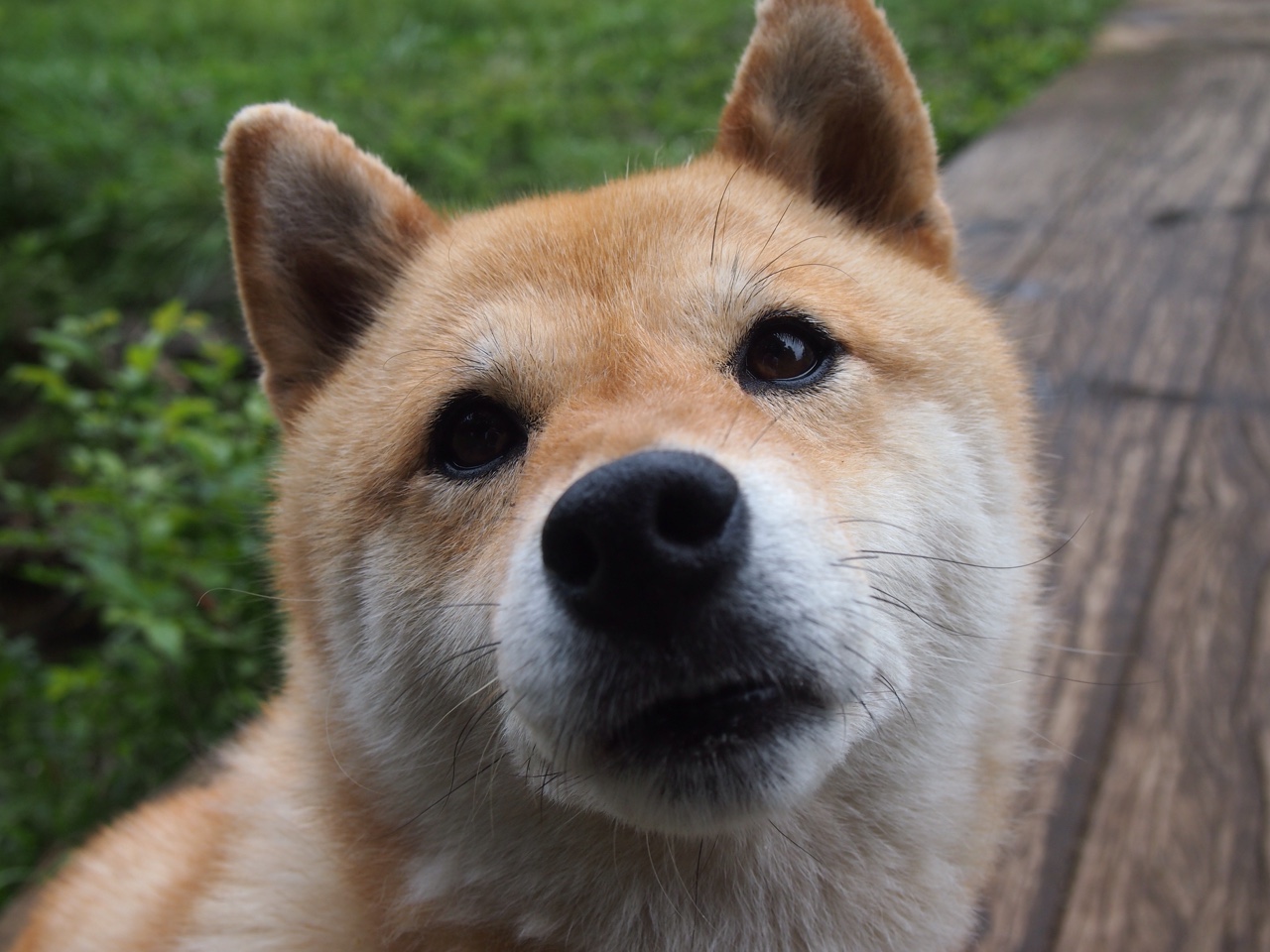 幽灵的馈赠,戈麦斯离奇爆发,法国在生死战中逆转阿根廷的唯一性