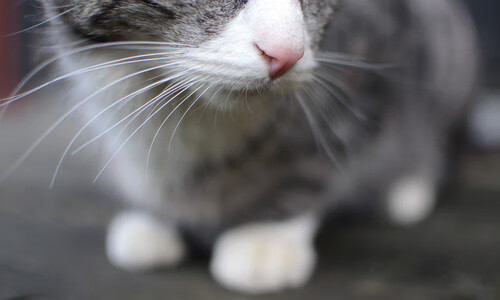 天赋与意志，当维尼修斯以独舞点燃球场，哥伦比亚用铁蹄踏碎强敌