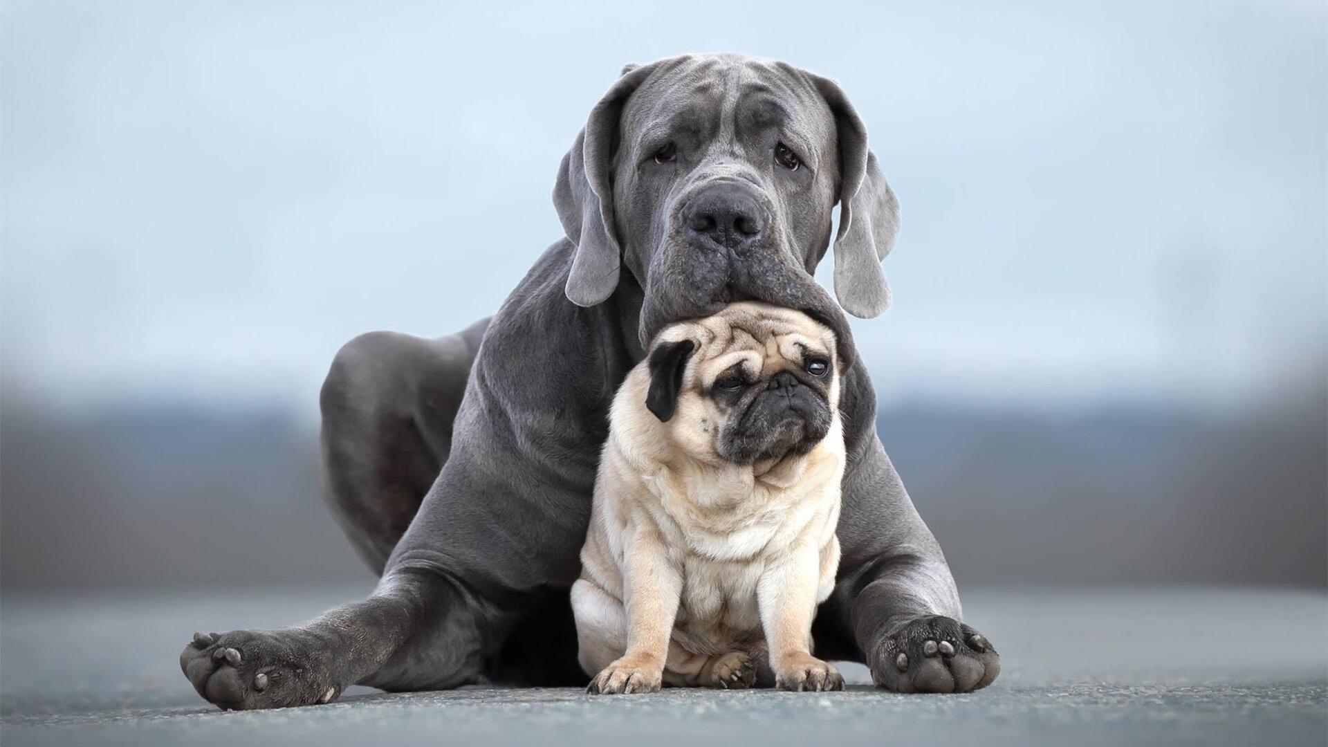 唯一性剧本，尼斯强行终结芬兰，坎特导演绝杀传奇