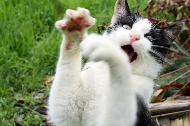 星光独耀，格列兹曼唯一焦点下的尼斯鏖战奥地利