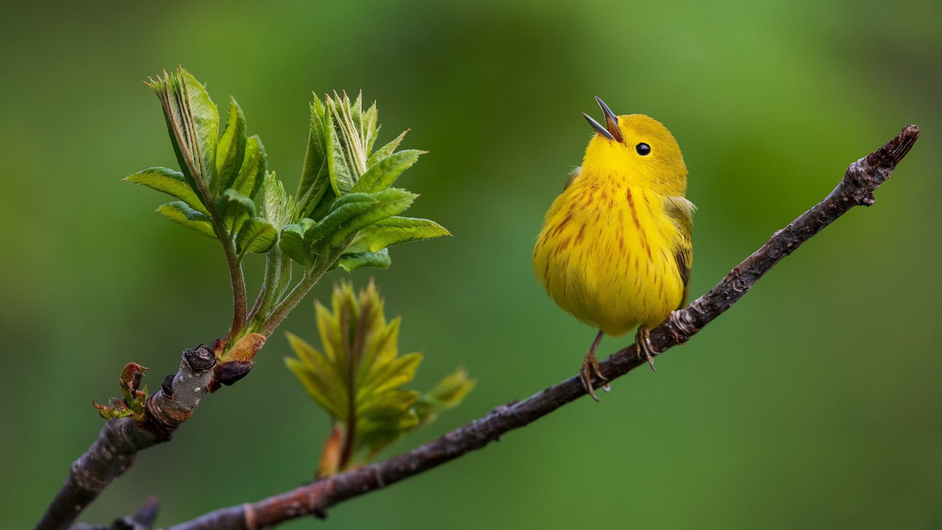 欧冠半决赛之夜，当巨星们潮起潮落，唯有莱万如钢钉般焊死在对手禁区