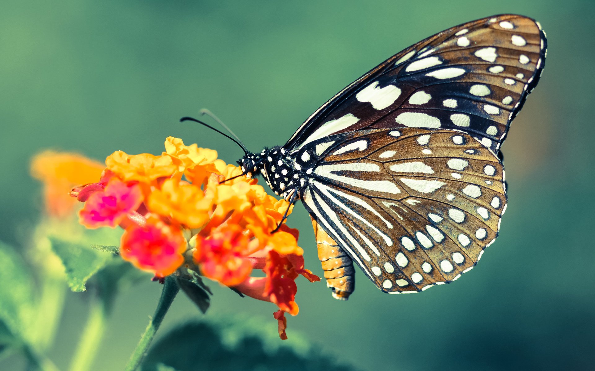 双城记，绿茵绝杀夜与奥兰多奇迹—我们为何永远相信体育？