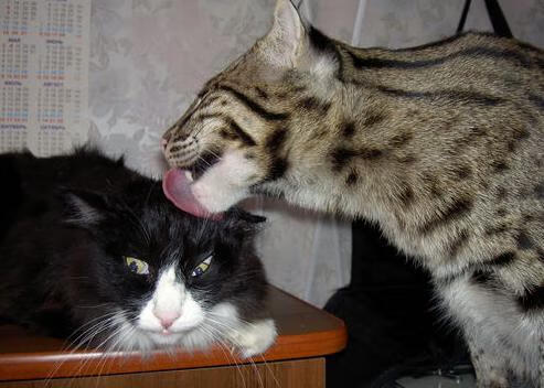 超越比分的耀光,三笘薰在英超争冠之夜用艺术照亮胜负